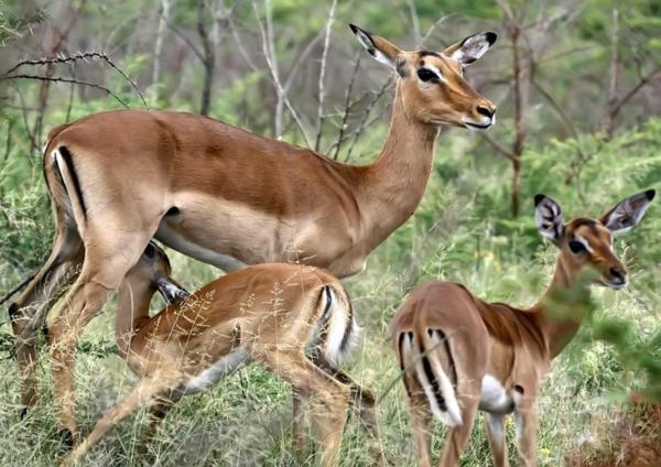 Ndlovu Log Dinokeng Casa de Férias