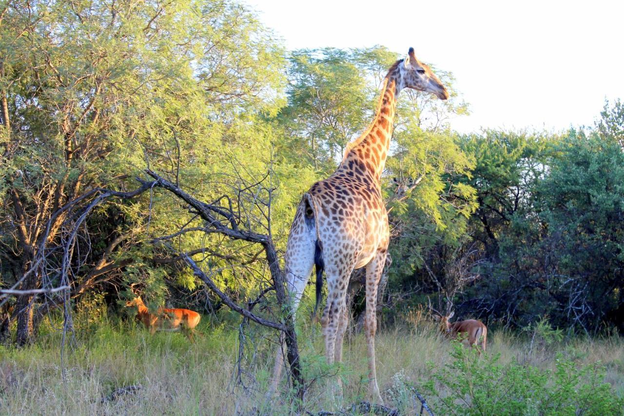 Ndlovu Log Dinokeng Casa de Férias