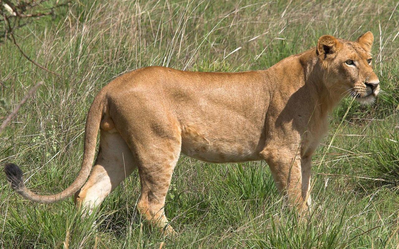 Casa de Férias Ndlovu Log Dinokeng