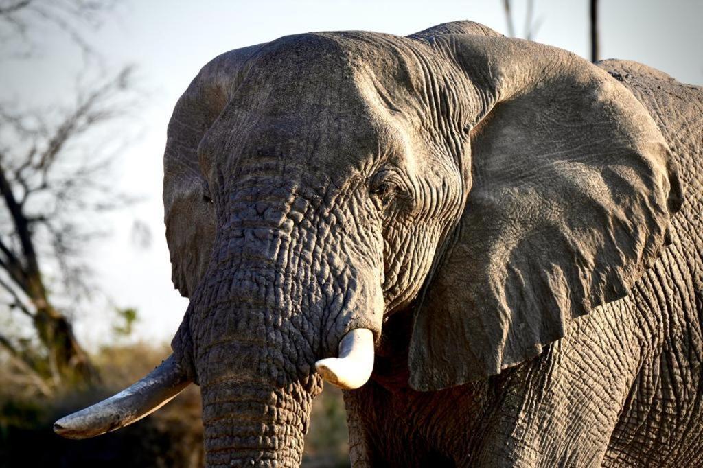 Ndlovu Log Dinokeng Casa de Férias Klipdrift