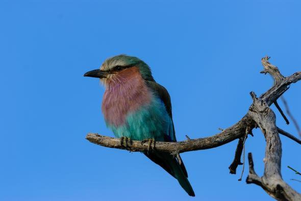 Ndlovu Log Dinokeng Casa de Férias