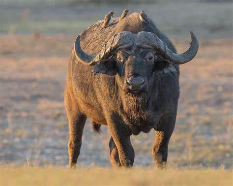 Ndlovu Log Dinokeng Casa de Férias *