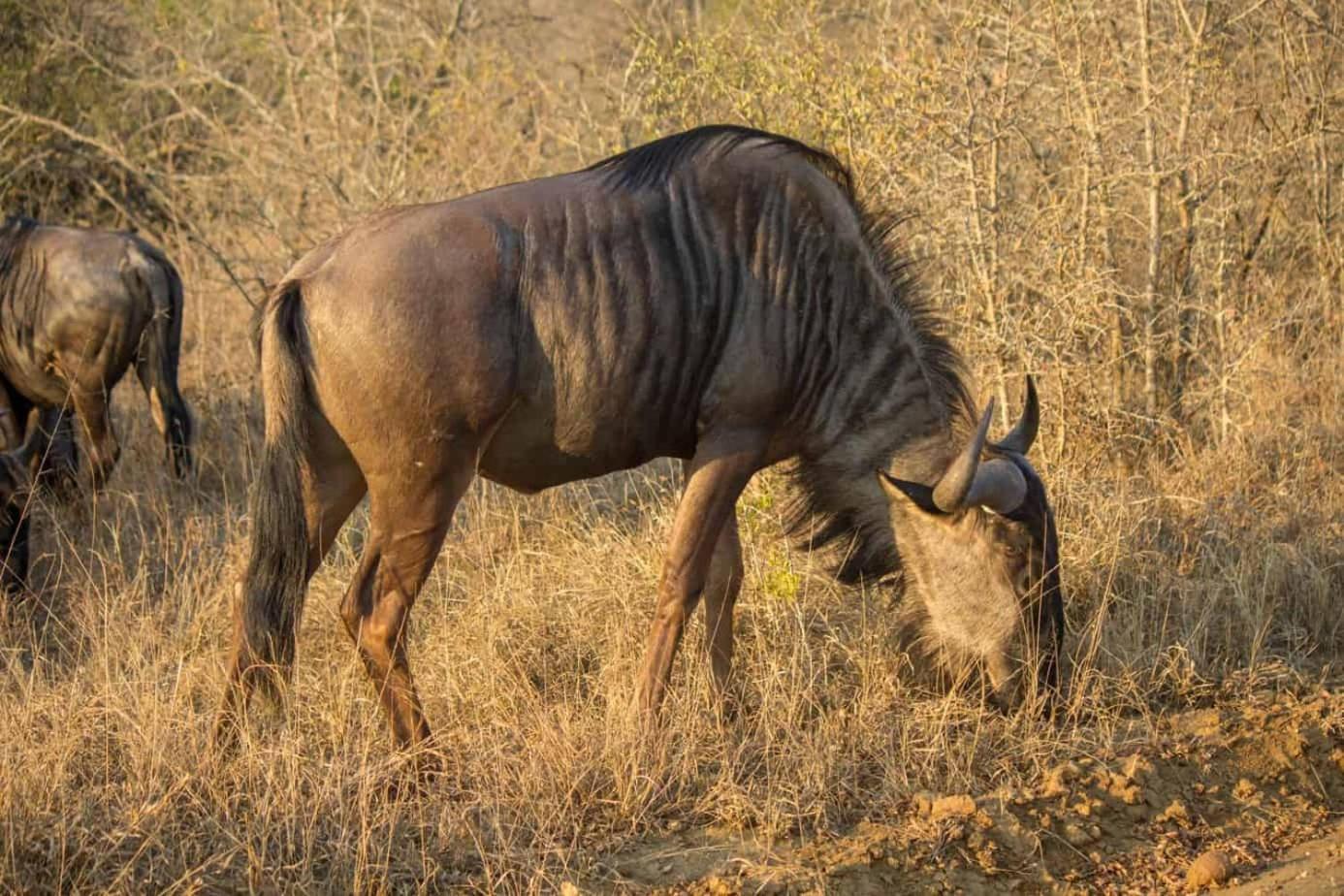 Ndlovu Log Dinokeng Casa de Férias