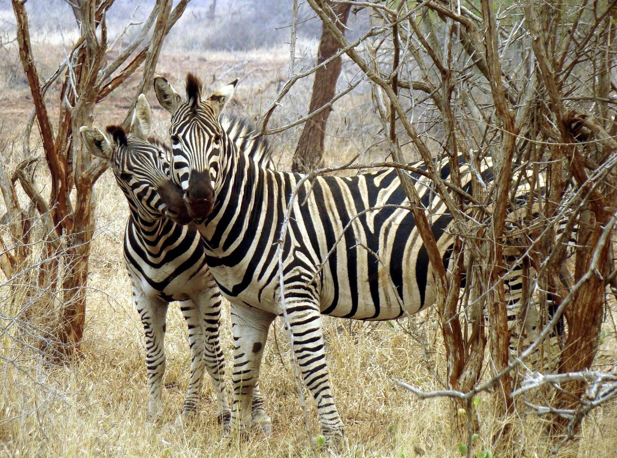 Ndlovu Log Dinokeng Casa de Férias *